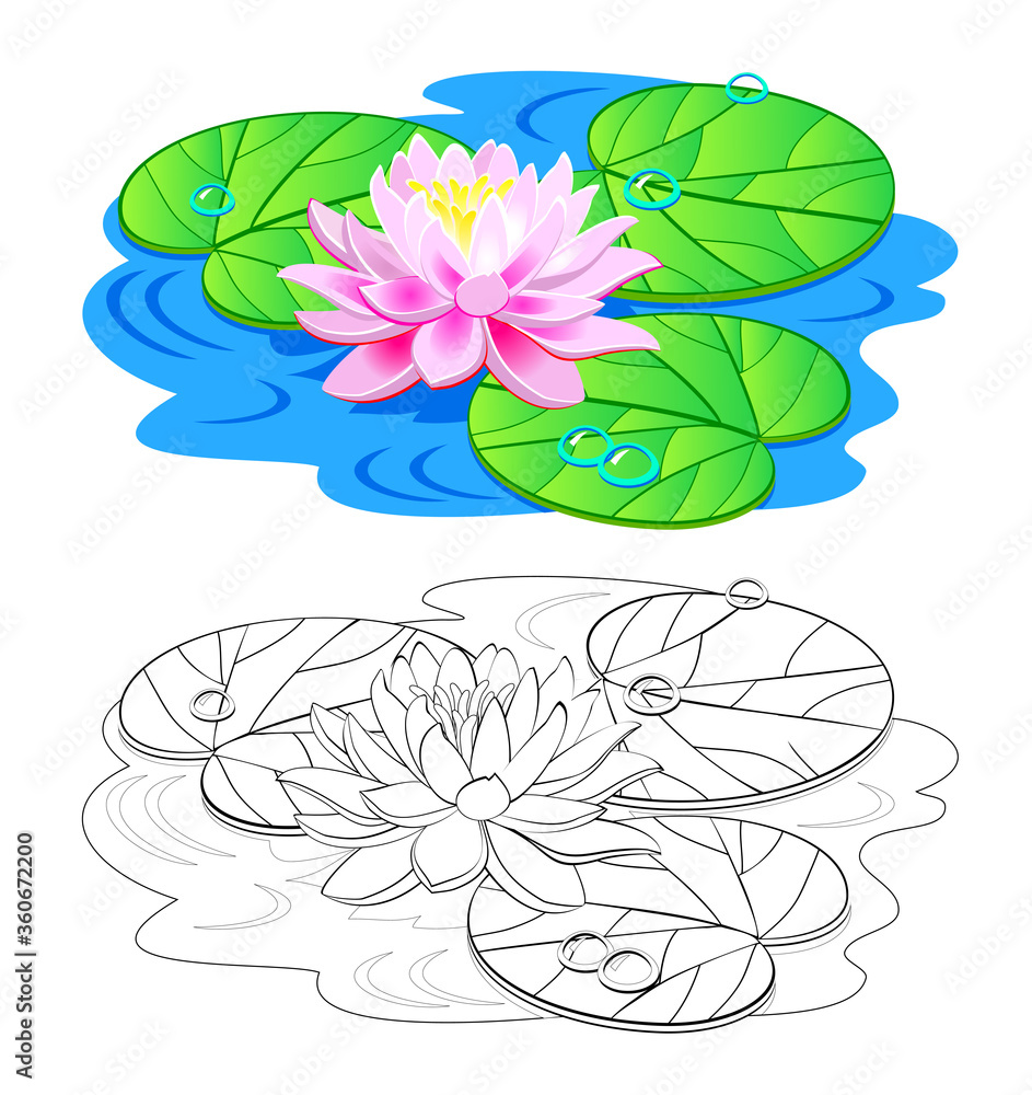 Colorful and black and white template for coloring illustration of water lily flower with leaves and bubbles draw the beautiful greeting card coloring book for children and adults vector