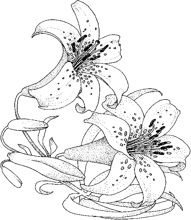 Lily coloring pages