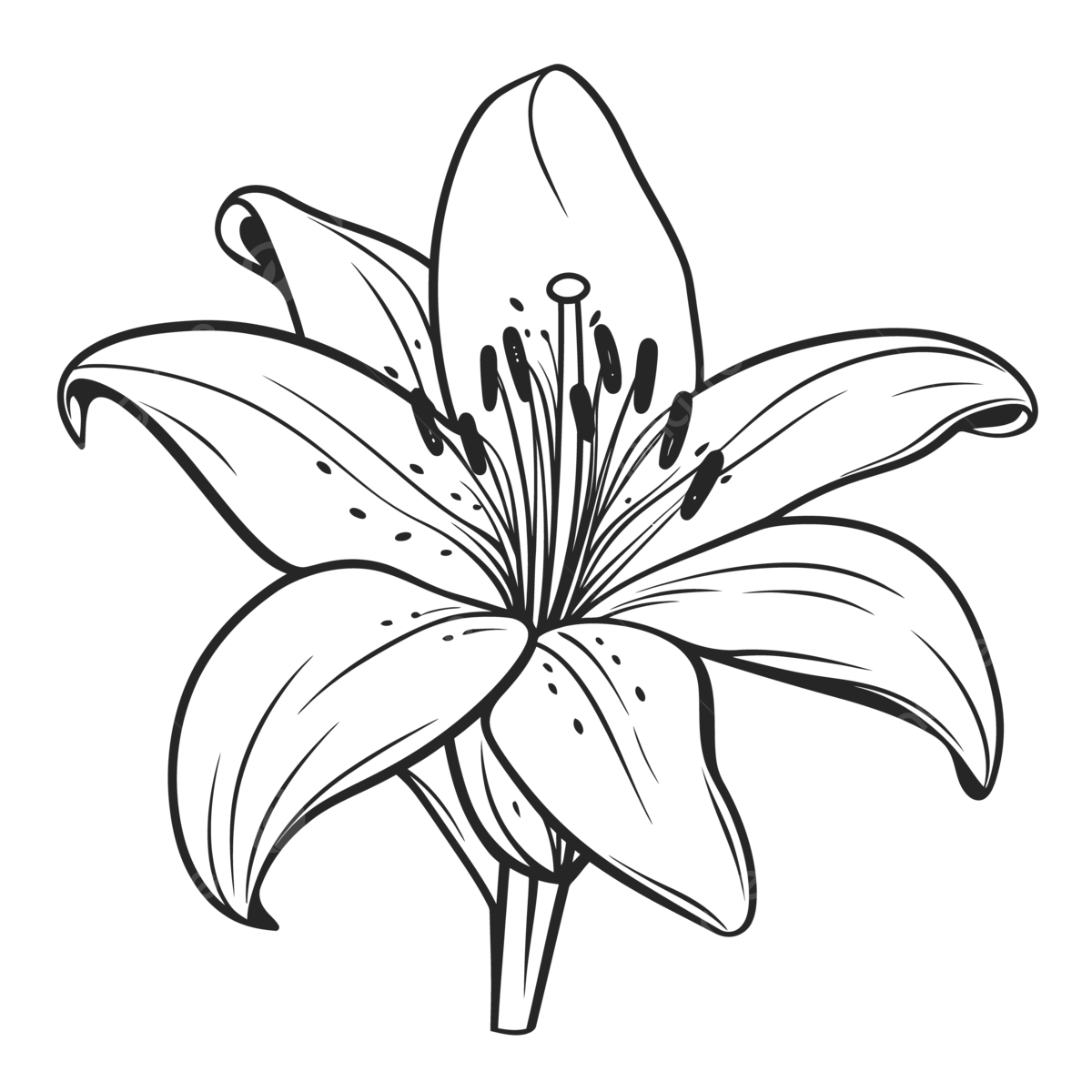 Black and white lily flower coloring pages outline sketch drawing vector flower drawing wing drawing ring drawing png and vector with transparent background for free download