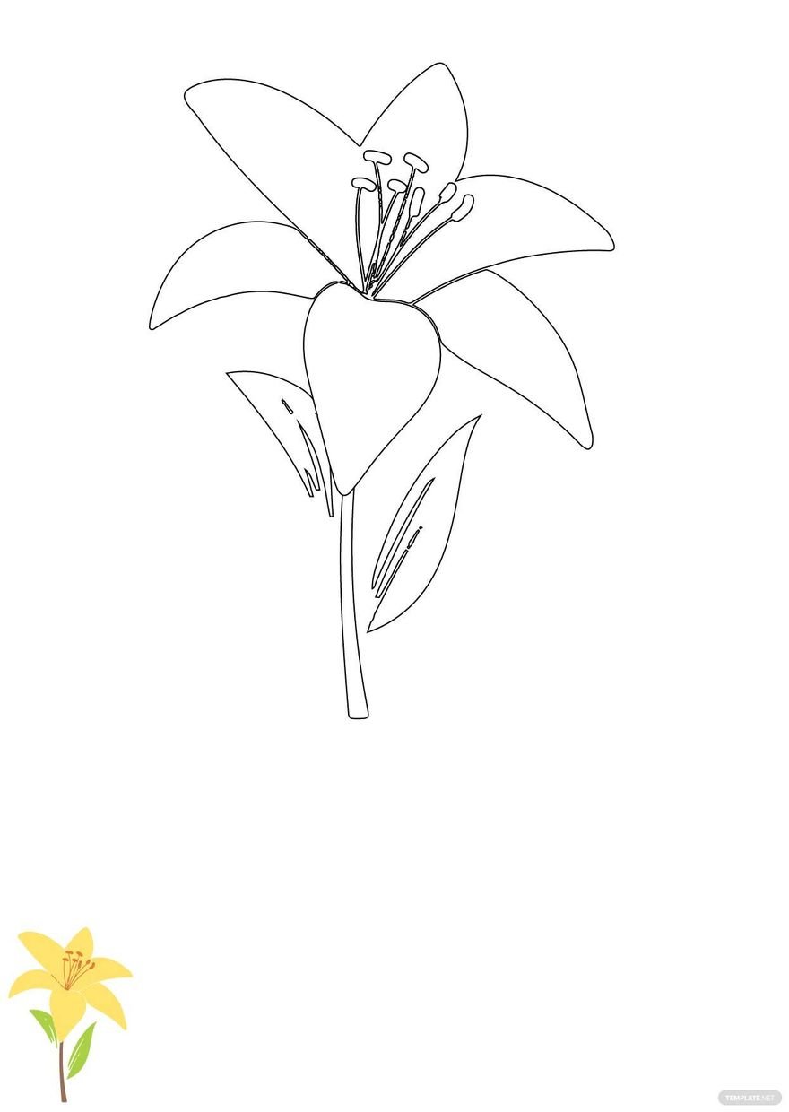 Free lily flower coloring pages