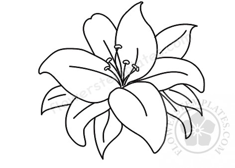 Beautiful lily flower