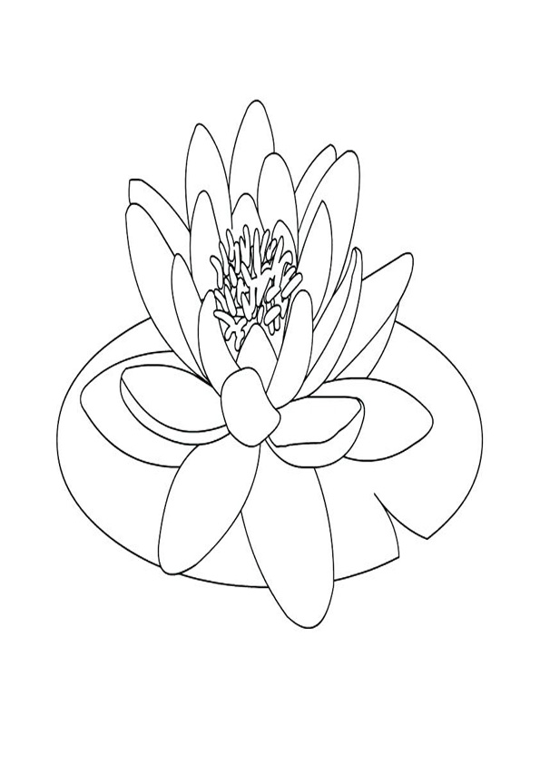 Coloring pages lily pad coloring page