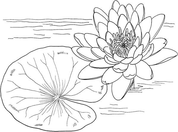 Nymphaea mexicana and lily pad coloring page color luna tutoriais de desenho de flor pãginas para colorir coisas para desenhar