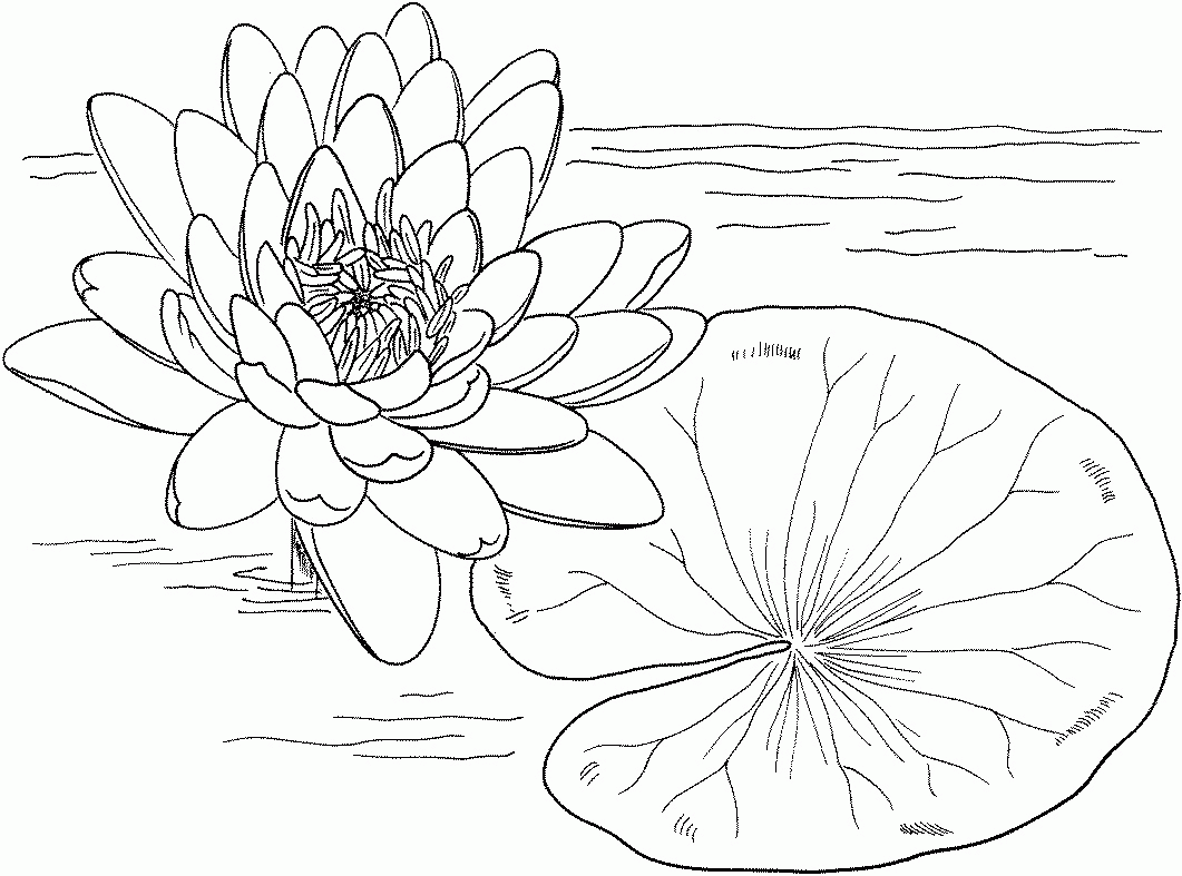 Coloring pages lily coloring pages