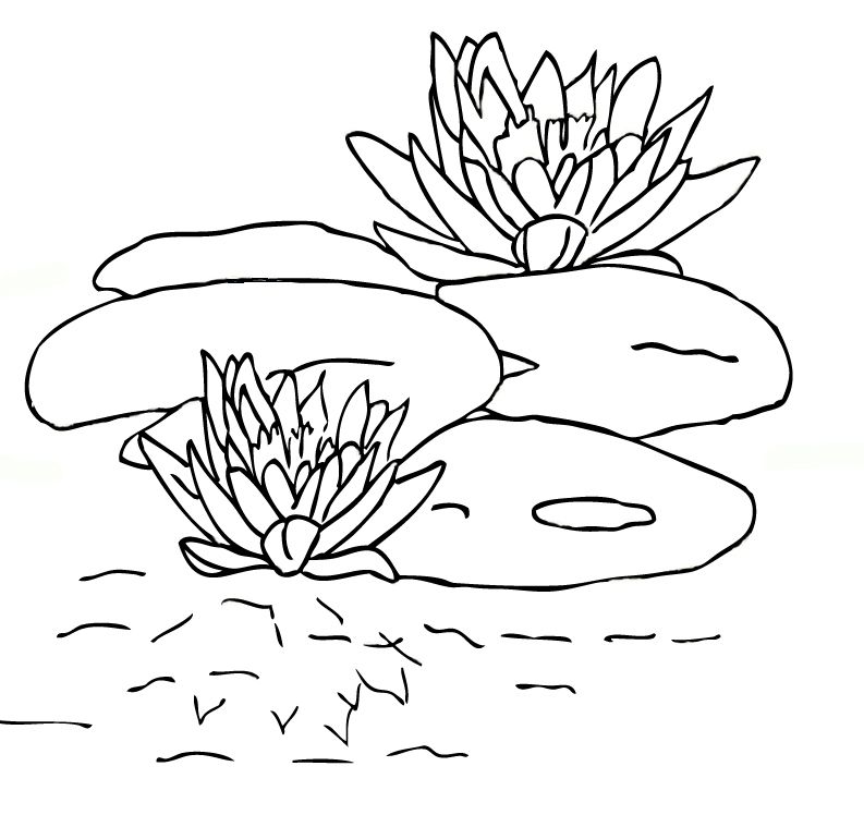 Free printable lily pad coloring pages for kids