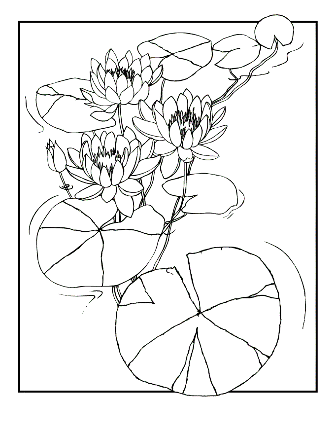 Coloring pages lily picture coloring pages