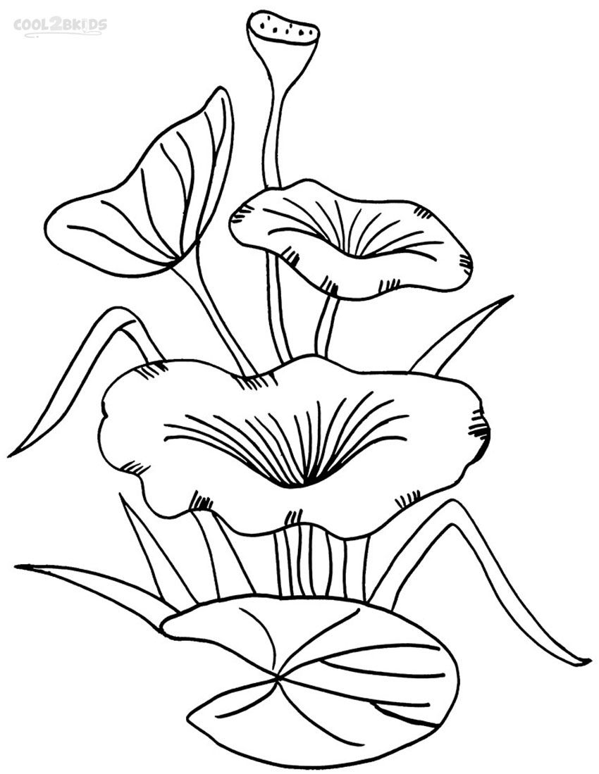 Printable lily pad coloring pages for kids coolbkids lily pads flower coloring pages flower drawing