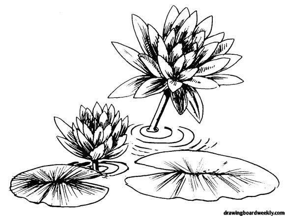Lily pad coloring page flower coloring pages coloring pages lily pads