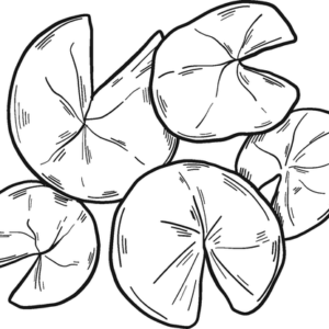 Water lily coloring pages printable for free download