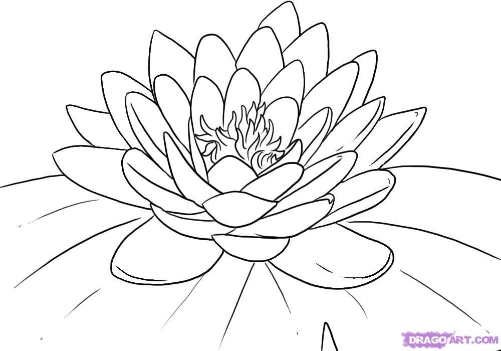 Lily pad coloring page