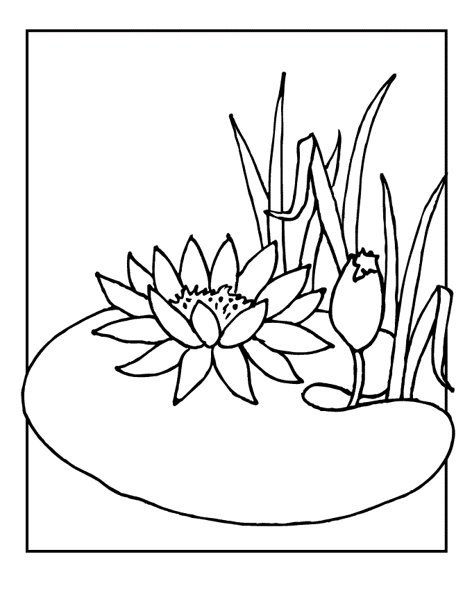Free lily pad coloring pages download free lily pad coloring pages png images free cliparts on clipart library