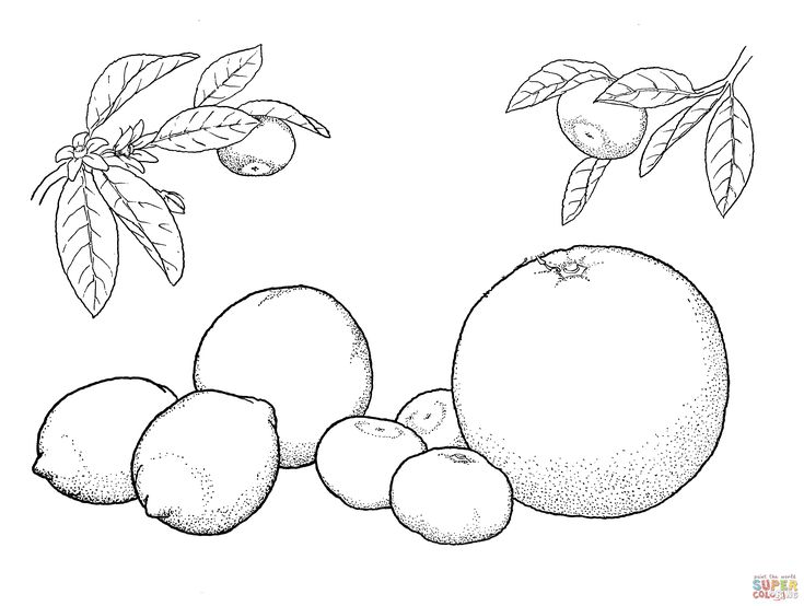 Orang