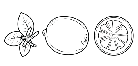 Dibujo de hojas de limãn limãn entero y su secciãn cortada para colorear dibujos para colorear imprimir gratis
