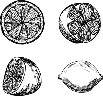 Grãficos de rama de limãn en tinta limon aislados sobre un fondo blanco limon en una rama con hojas vector premium