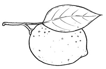 Dibujos de limones para colorear