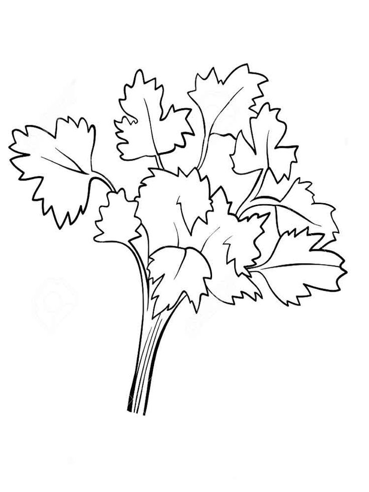 Dibujos de cilantro para colorear e imprimir coloring pages vegetable coloring pages coloring pages for kids