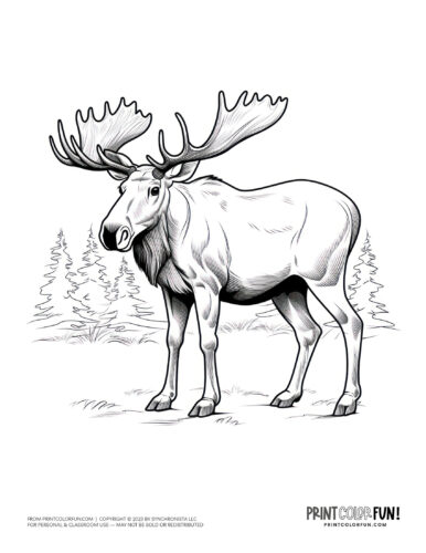 Moose coloring pages clipart drawings at