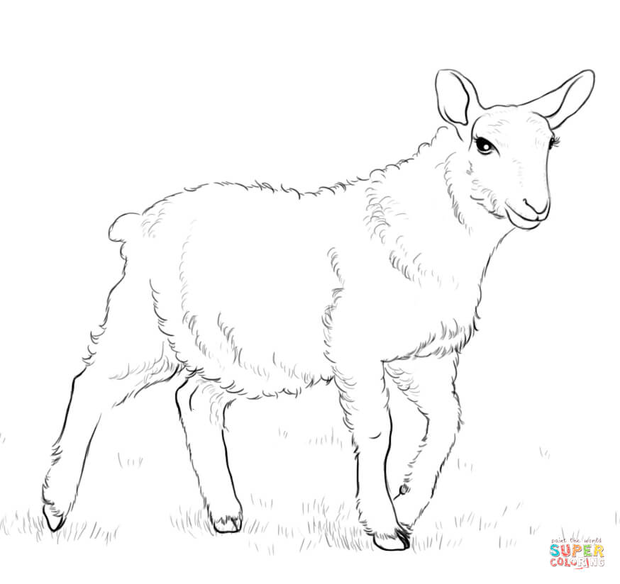Lamb coloring page free printable coloring pages
