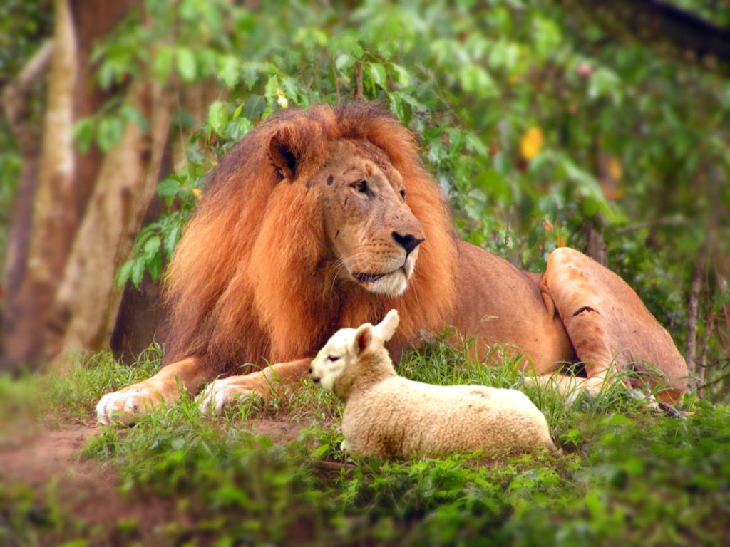 Lion and lamb cindy l meesters blog