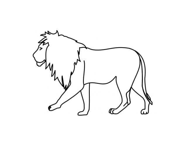 Lion