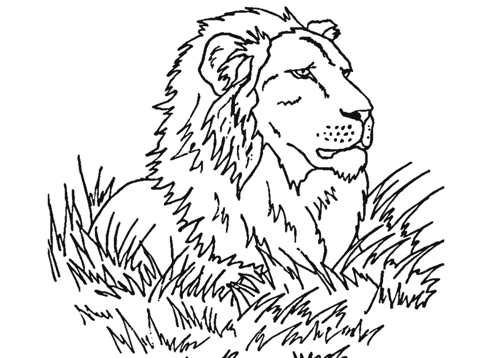Free printable lion coloring pages for kids