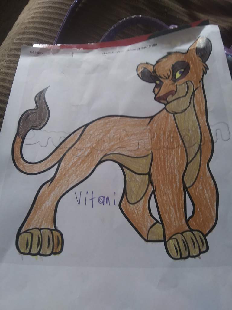 The lion king coloring page of vitani that i colored at school disney amino