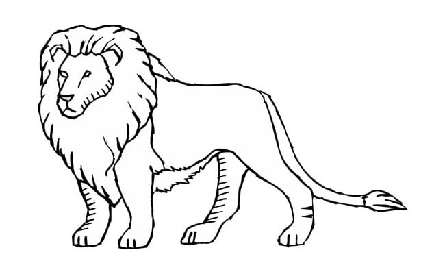 Lion