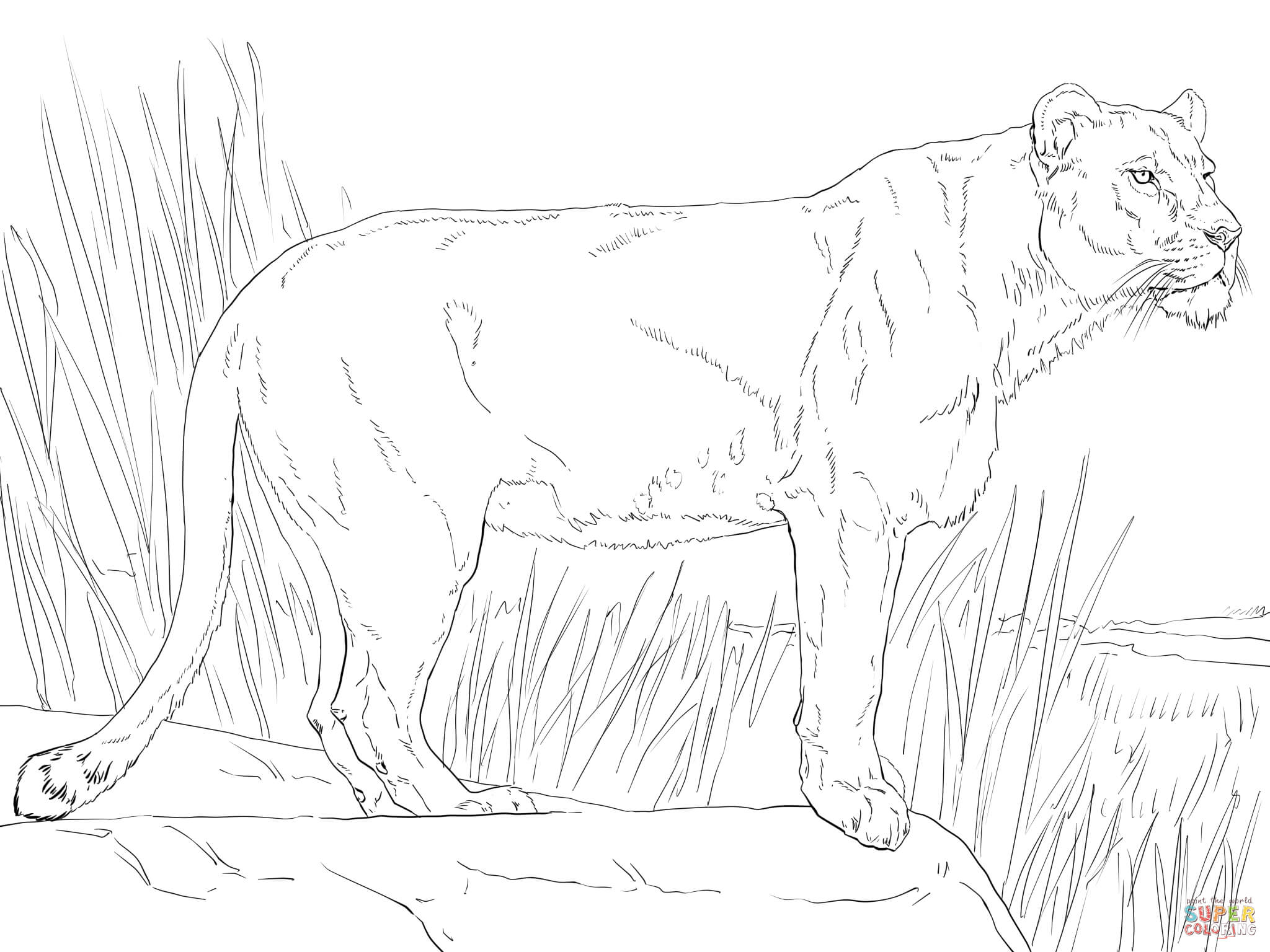 Standing lioness coloring page free printable coloring pages
