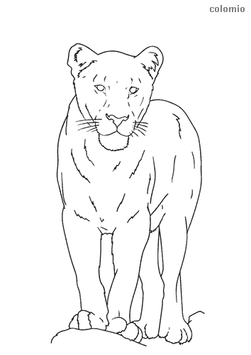 Lions coloring pages free printable lion coloring sheets