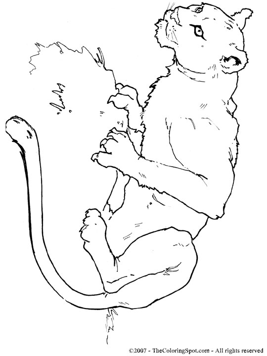 Lioness coloring page audio stories for kids free coloring pages colouring printables