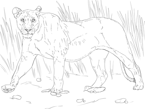 Walking lioness coloring page free printable coloring pages