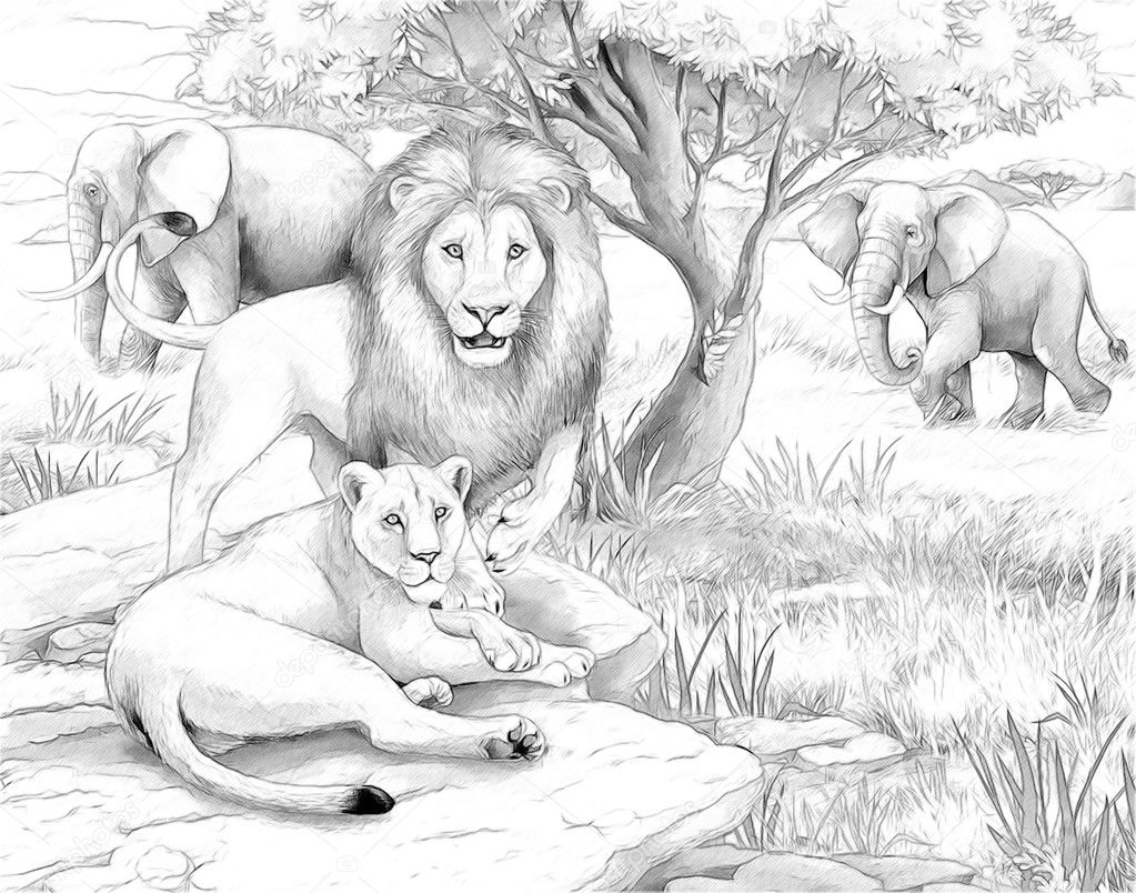 Safari
