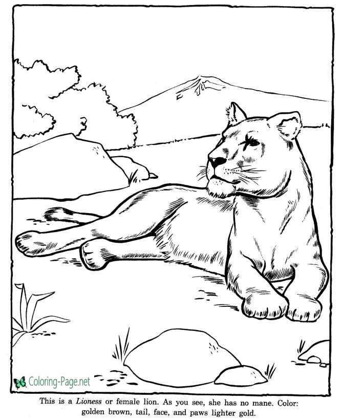 Lioness coloring pages zoo