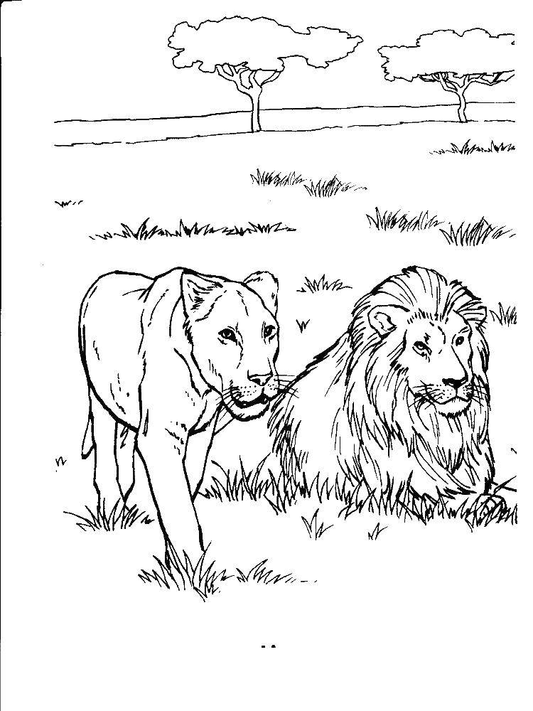 Online coloring pages coloring page lion and lioness on the hunt lion coloring download and print free