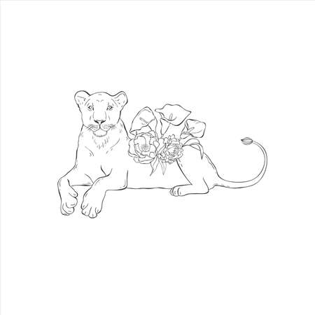 Lioness coloring page cliparts stock vector and royalty free lioness coloring page illustrations