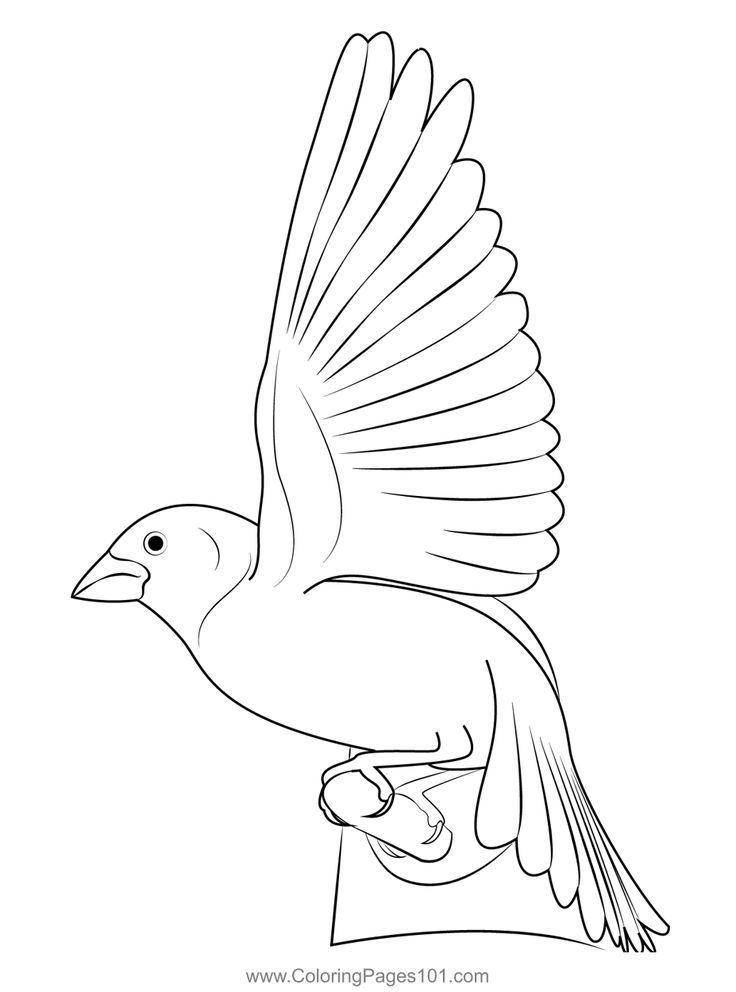 Pin on finches coloring pages