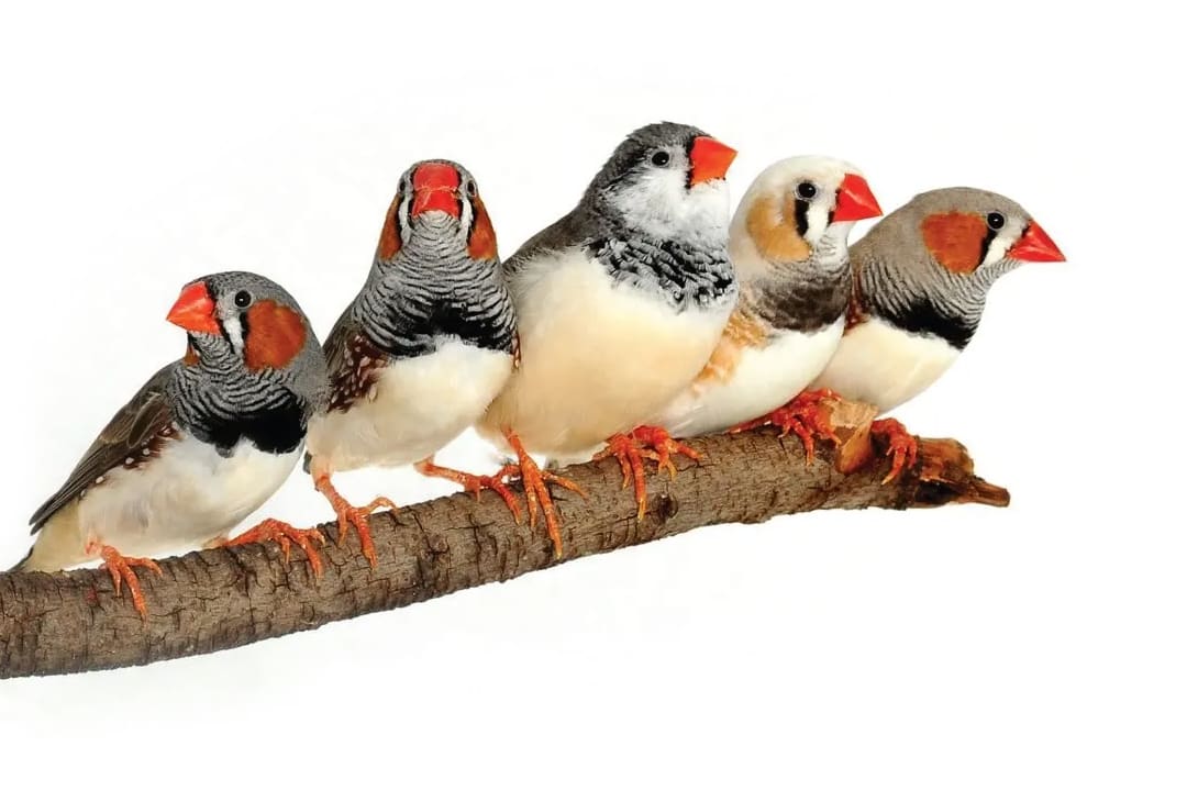 Finch care sheet food habitat health