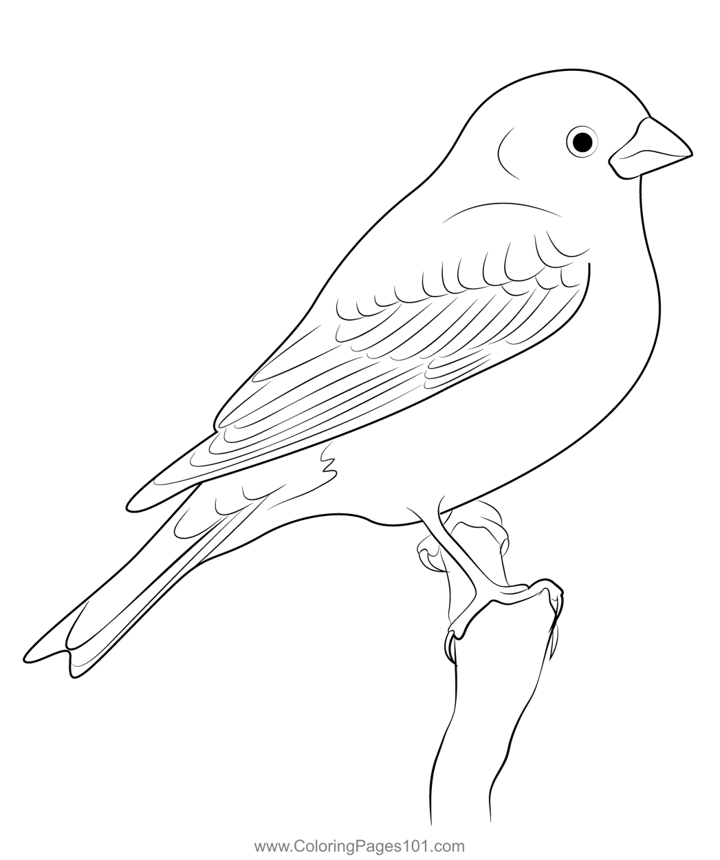 Purple finch look coloring page for kids
