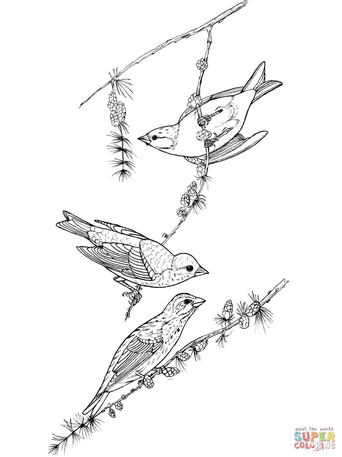 Purple finch birds coloring page free printable coloring pages