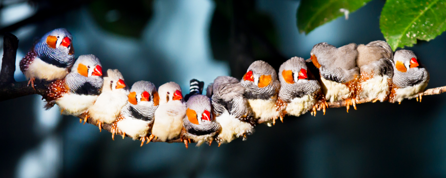How to care for zebra finches