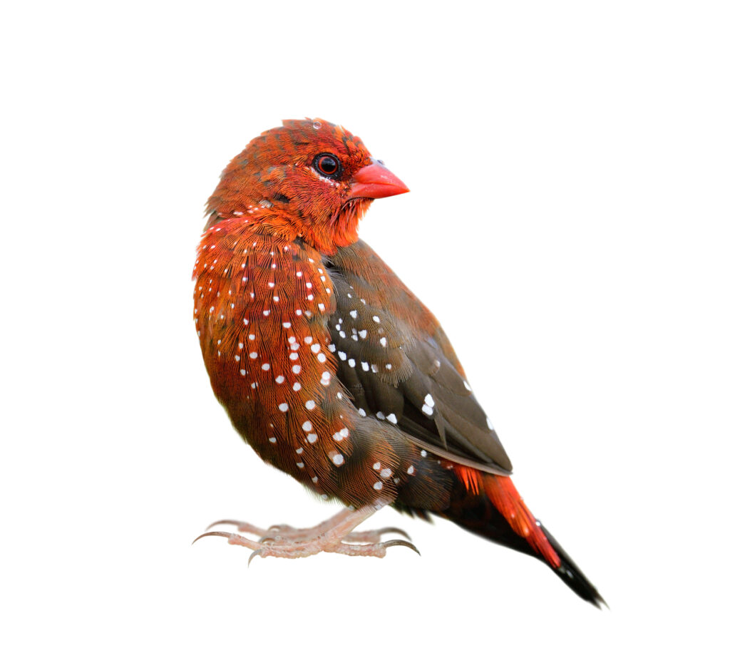 Strawberry finch