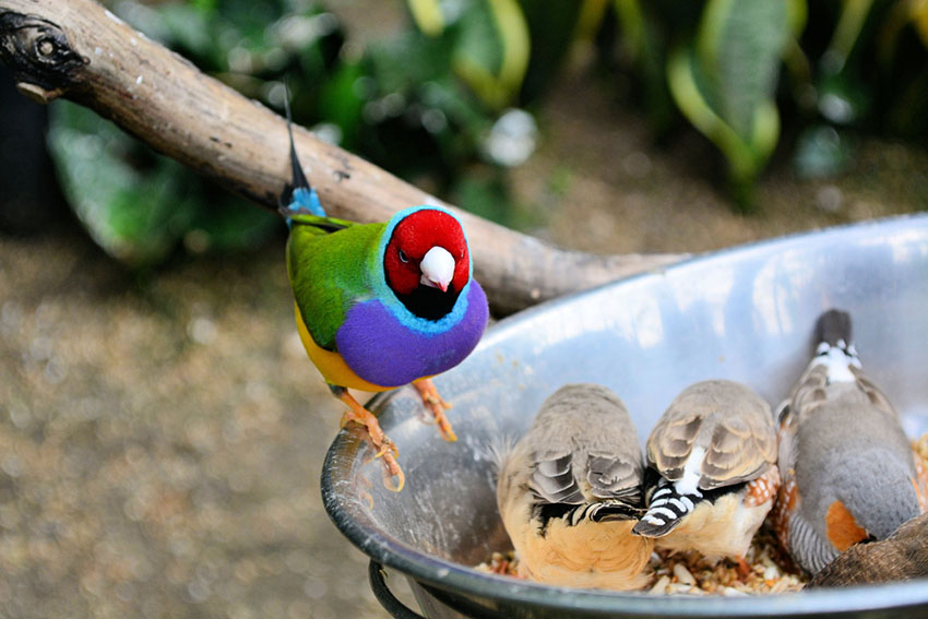 Keeping pet finches finches and canaries guide