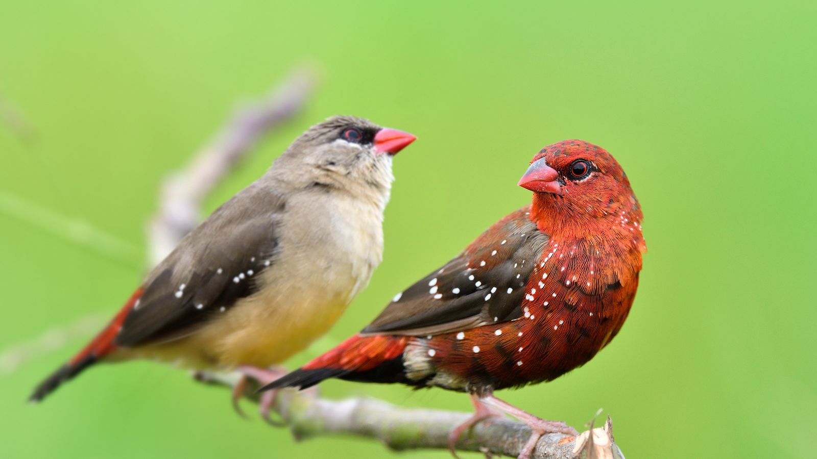 Strawberry finch