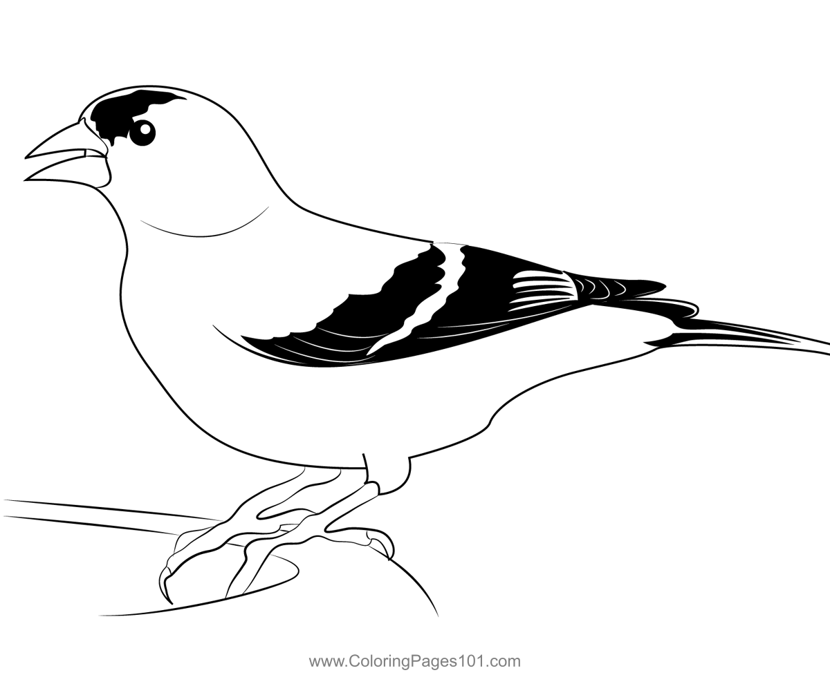 American goldfinch coloring page for kids