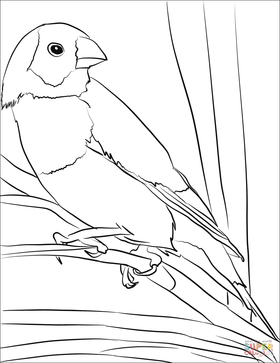 Gouldian finch bird coloring page free printable coloring pages