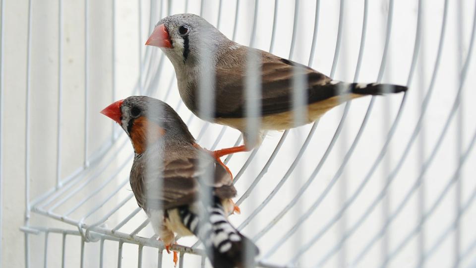 Finch care animal humane society