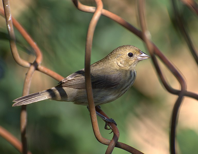 The jacarina finch