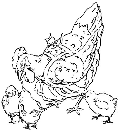 The tale of the little red hen bedtime stories