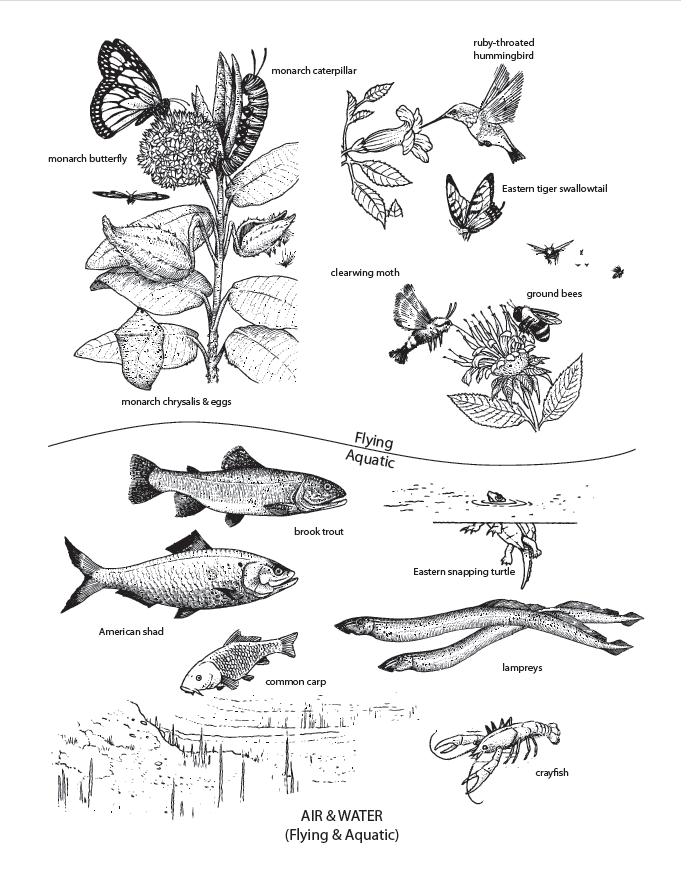 Living local mural coloring pages nurture nature center