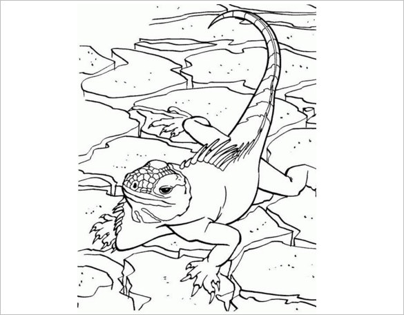 Lizard s crafts colouring pages